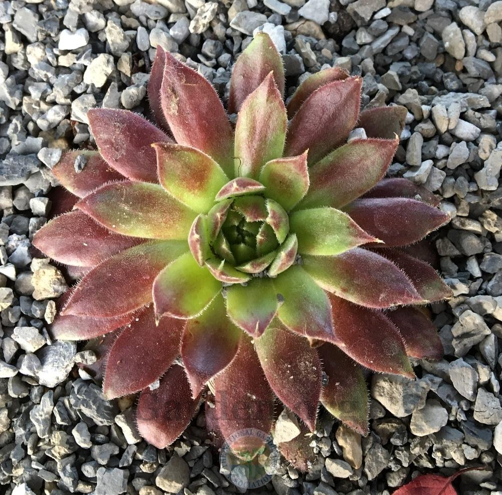 Photo of Hen and Chicks (Sempervivum 'Pacific Sexy') uploaded by BlueOddish