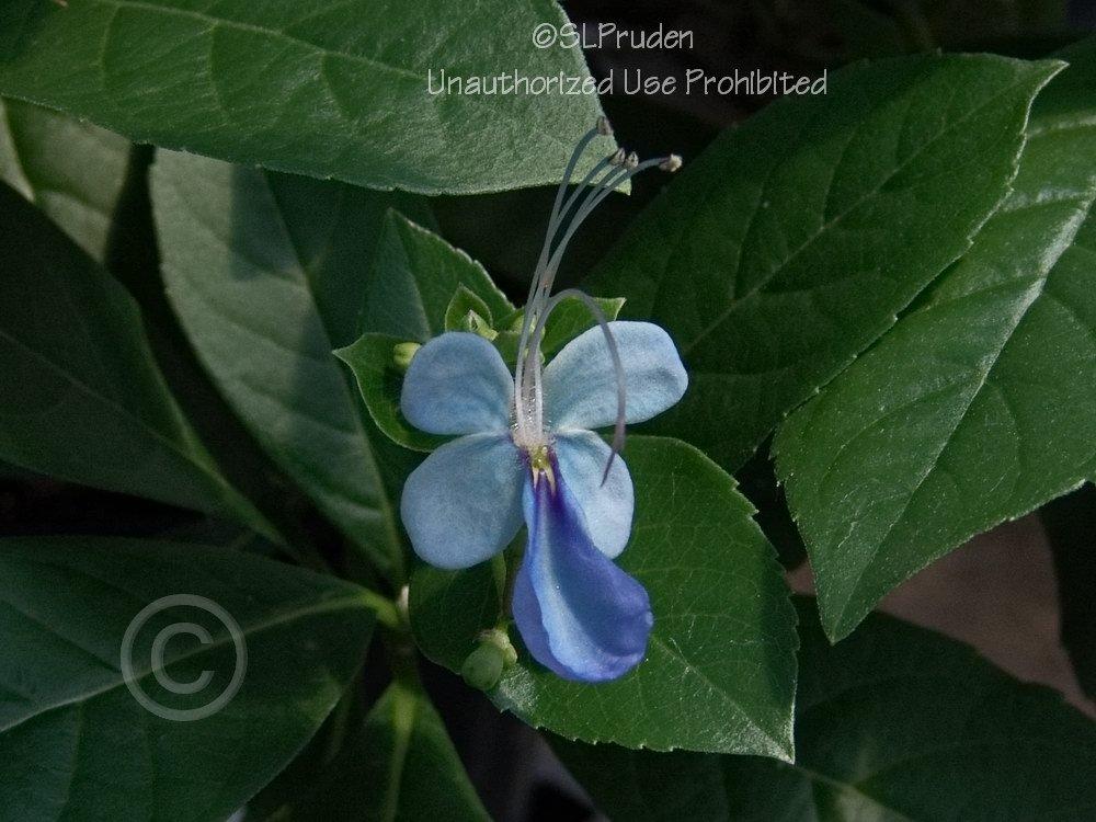 Photo of Blue Glorybower (Rotheca myricoides subsp. myricoides) uploaded by DaylilySLP