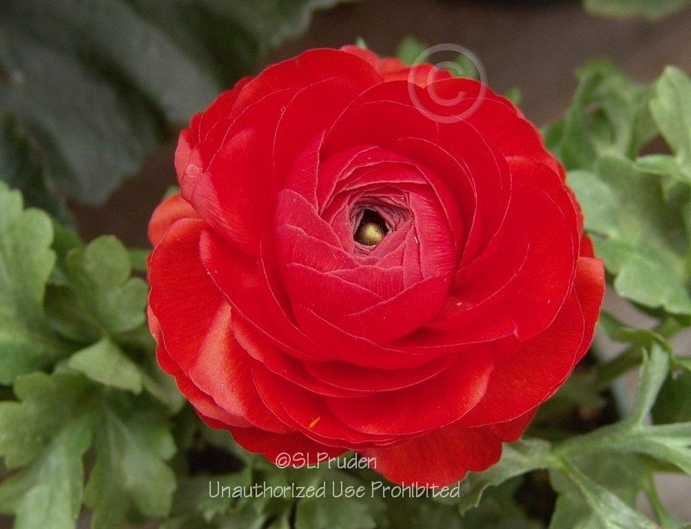 Photo of Persian Buttercup (Ranunculus subtilis 'Bloomingdale Mix') uploaded by DaylilySLP