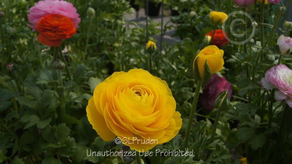 Photo of Persian Buttercup (Ranunculus subtilis 'Bloomingdale Mix') uploaded by DaylilySLP