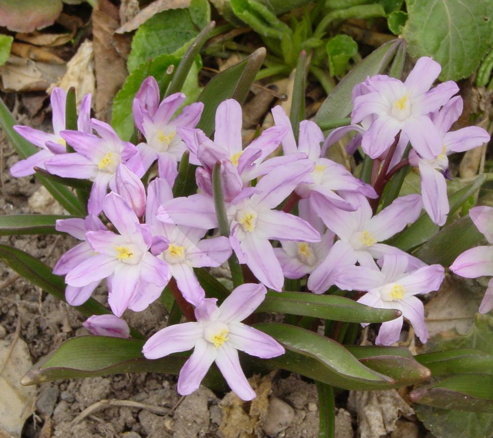Photo of Glory of the snow (Scilla forbesii 'Pink Giant') uploaded by MaryDurtschi