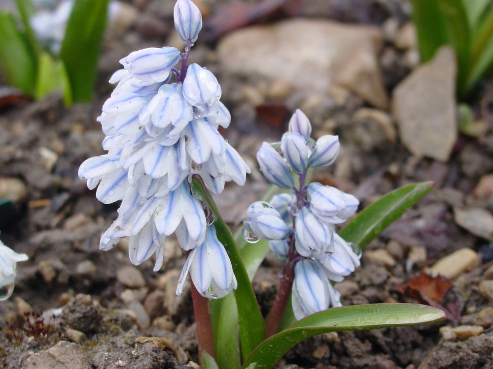 Photo of Striped Squill (Puschkinia scilloides) uploaded by MaryDurtschi