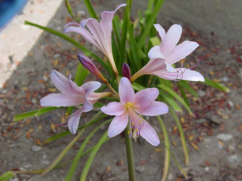 Photo of Surprise Lily (Lycoris squamigera) uploaded by MaryDurtschi