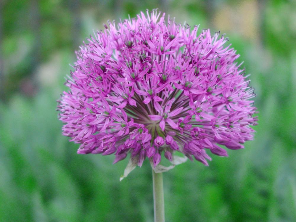 Photo of Flowering Onion (Allium 'Purple Sensation') uploaded by MaryDurtschi