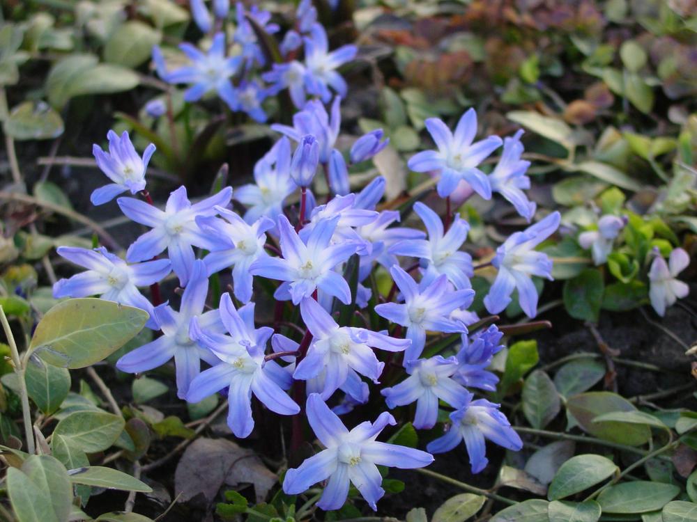 Photo of Glory Of The Snow (Scilla luciliae) uploaded by MaryDurtschi
