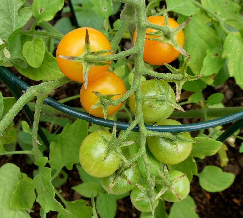 Photo of Tomato (Solanum lycopersicum 'Sungold') uploaded by wildflowers