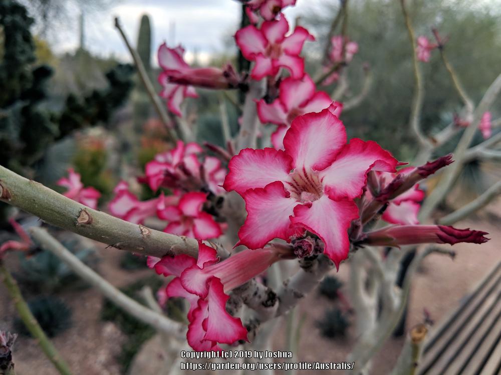 Photo of Desert Rose (Adenium obesum subsp. multiflorum) uploaded by Australis