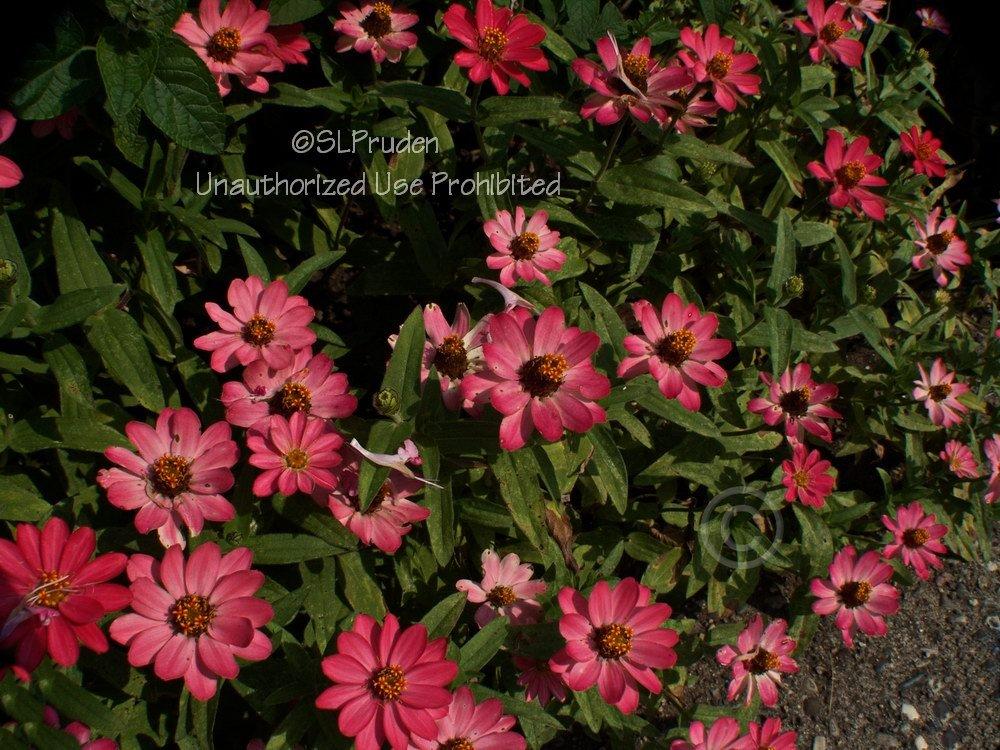 Photo of Zinnia 'Profusion Coral Pink' uploaded by DaylilySLP