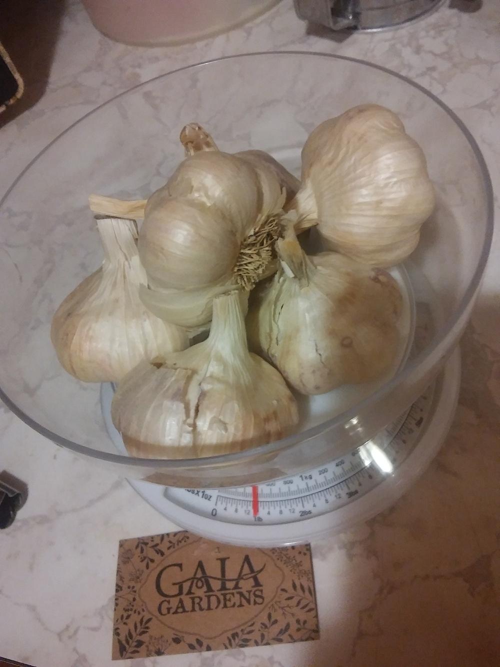 Photo of Softneck Garlic (Allium sativum 'Inchelium Red') uploaded by Kathy547