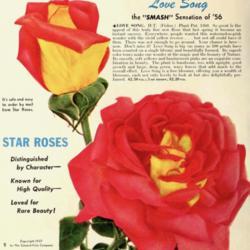 
Date: c. 1957
illustration from the 1957 'Star Roses' catalog from Conard Jones