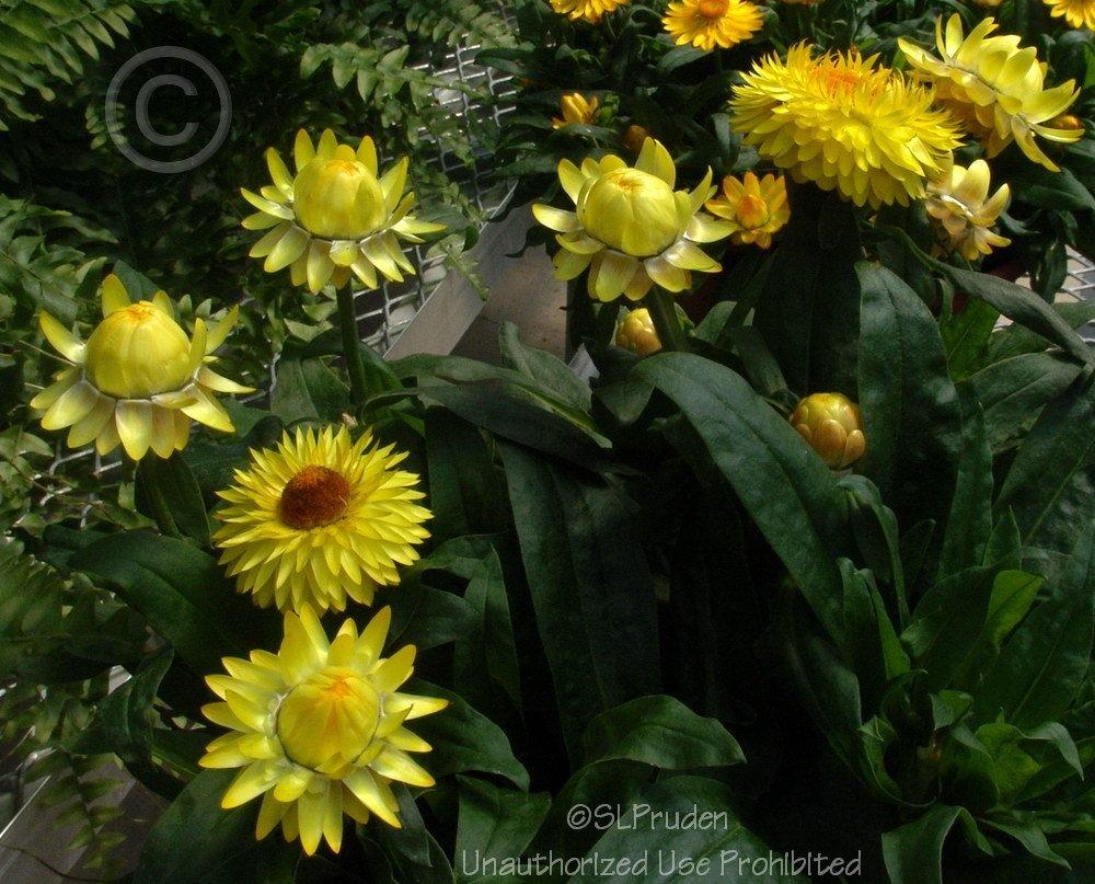 Photo of Strawflower (Xerochrysum bracteatum Strawburst Yellow) uploaded by DaylilySLP