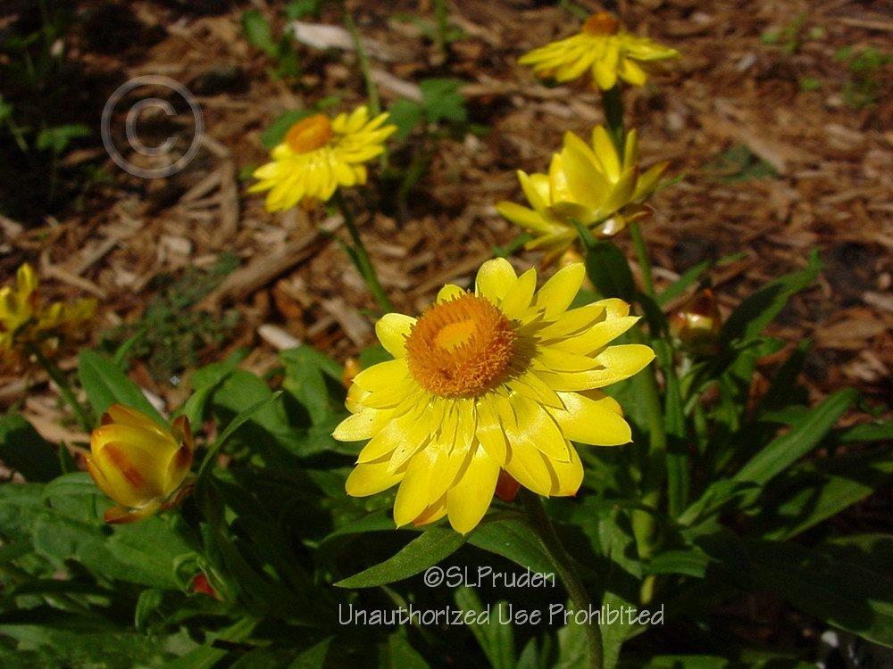 Photo of Strawflower (Xerochrysum bracteatum) uploaded by DaylilySLP