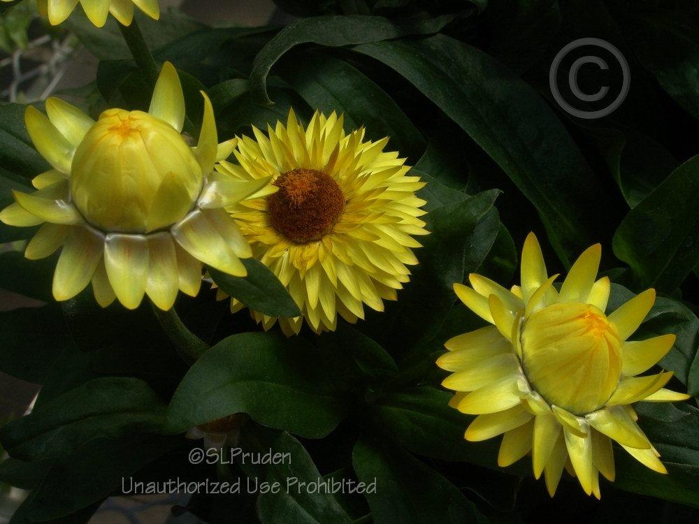 Photo of Strawflower (Xerochrysum bracteatum Strawburst Yellow) uploaded by DaylilySLP