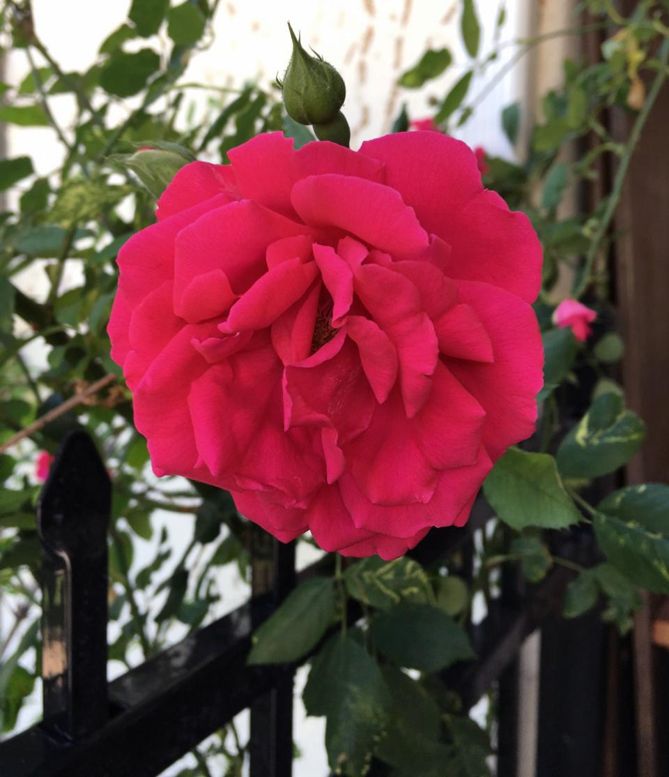Photo of Rose (Rosa 'Blaze') uploaded by MaryDurtschi
