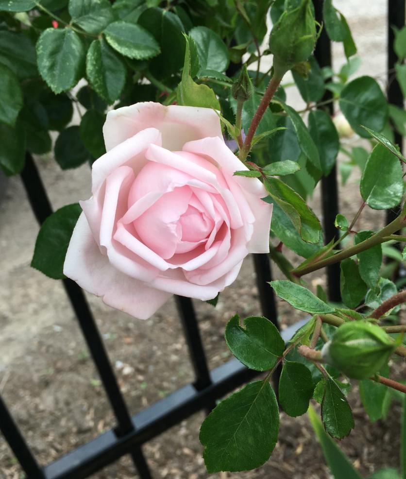 Photo of Rose (Rosa 'New Dawn') uploaded by MaryDurtschi