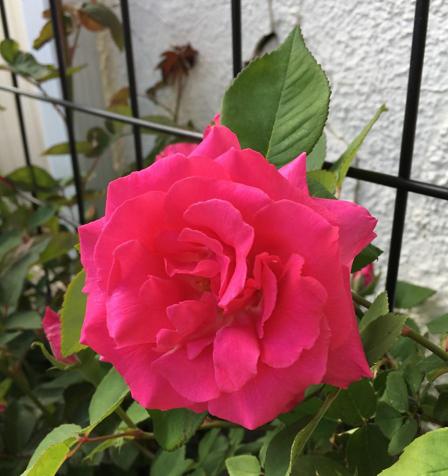 Photo of Rose (Rosa 'Zephirine Drouhin') uploaded by MaryDurtschi