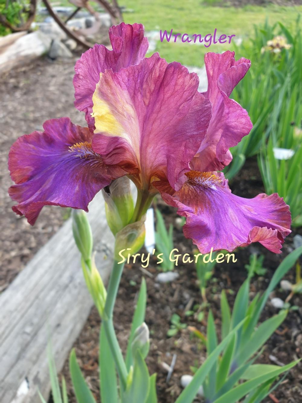Photo of Intermediate Bearded Iris (Iris 'Wrangler') uploaded by SirysGarden
