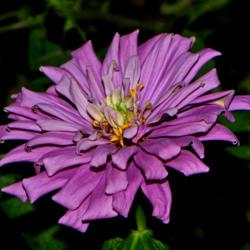 Location: Botanical Gardens of the State of Georgia...Athens, Ga
Date: 2019-08-28
Purple Zinnia 021