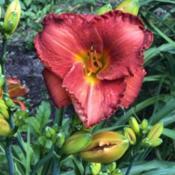 Huge Blooms - Third year of owning this daylily