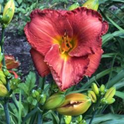 Location: Buford, Georgia
Date: 2019-06-13
Huge Blooms - Third year of owning this daylily