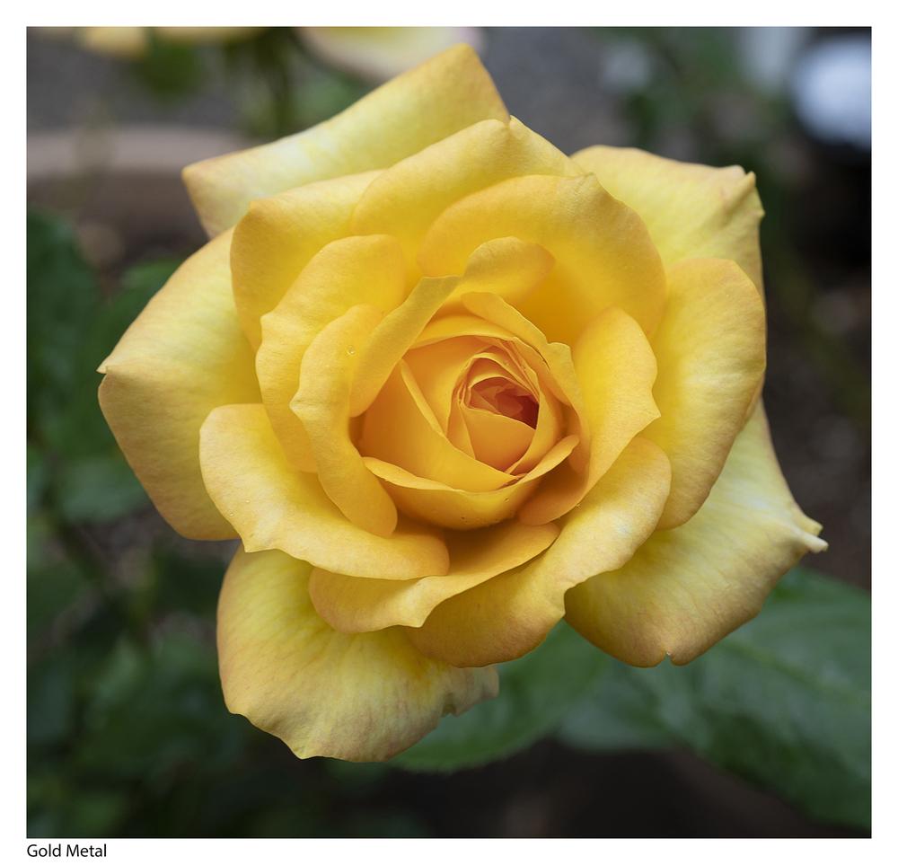Photo of Rose (Rosa 'Gold Medal') uploaded by kohala