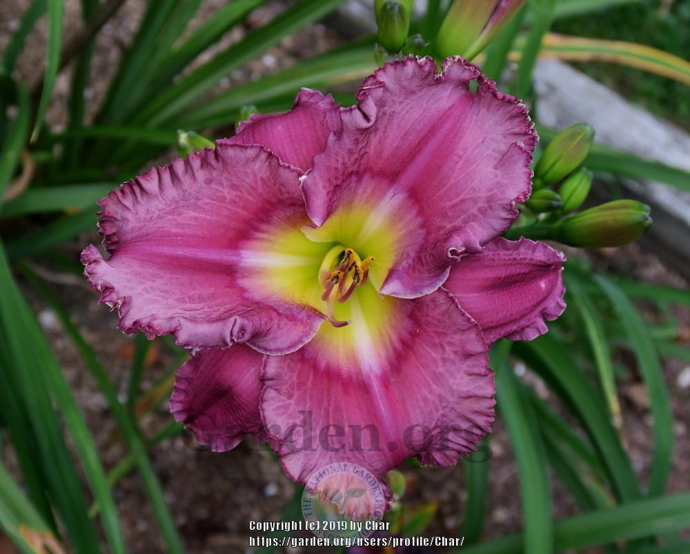 Photo of Daylily (Hemerocallis 'Particle Accelerator') uploaded by Char