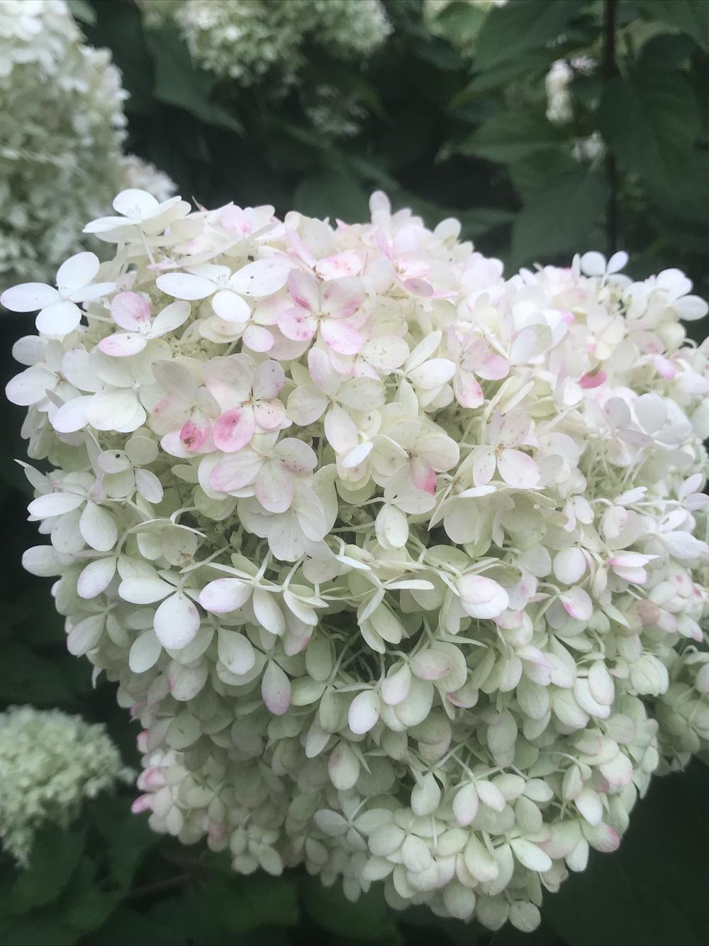 Photo of Panicle Hydrangea (Hydrangea paniculata Limelight™) uploaded by Legalily