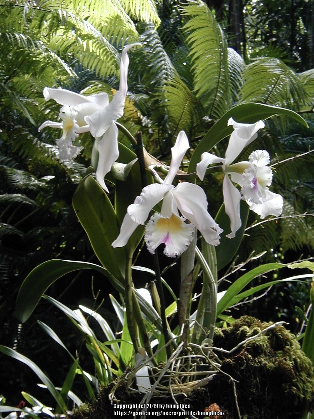 Photo of Orchid (Cattleya) uploaded by bumplbea