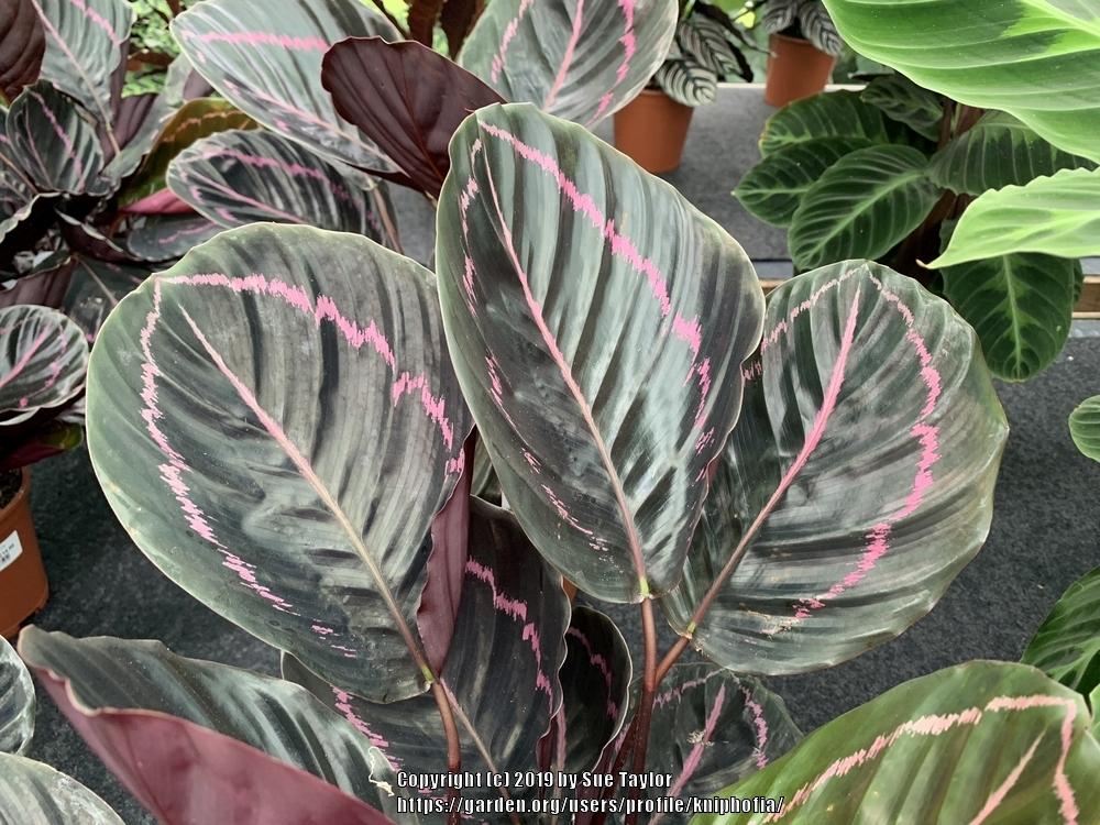 Photo of Rose Painted Calathea (Goeppertia roseopicta 'Dottie') uploaded by kniphofia