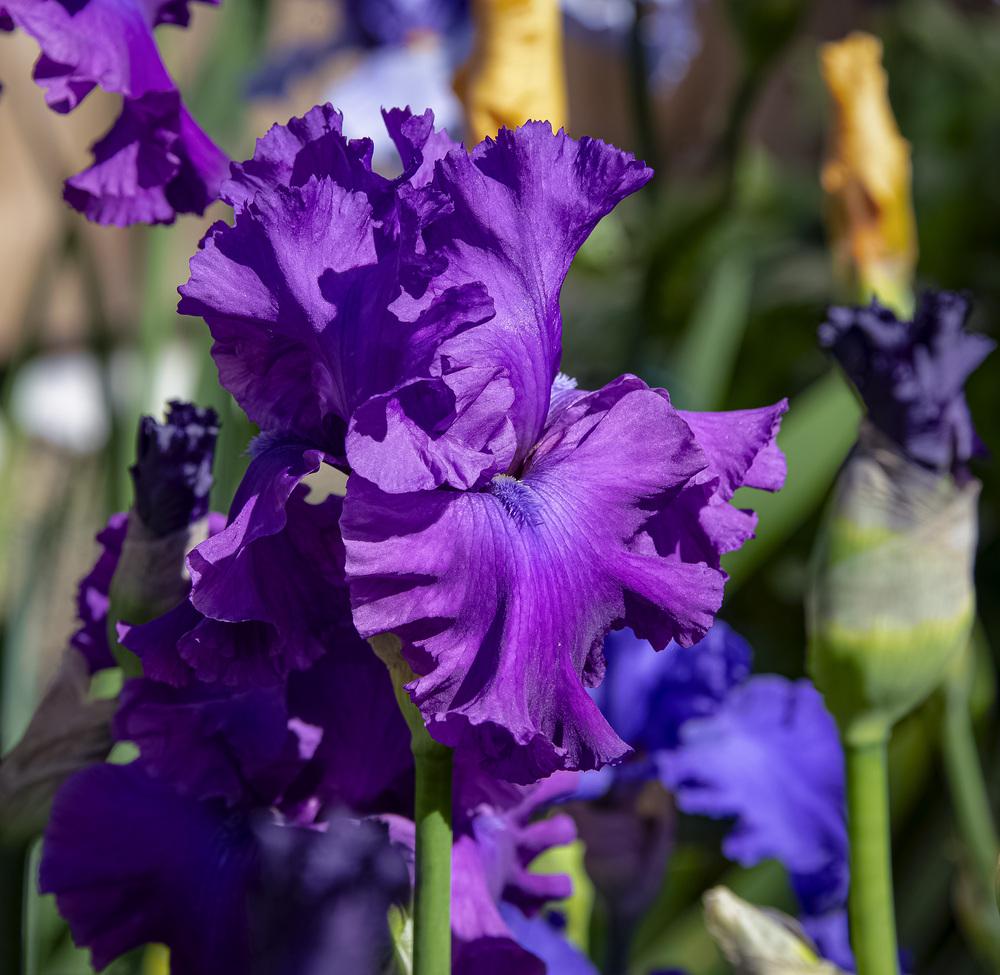 Photo of Tall Bearded Iris (Iris 'Majestic Ruler') uploaded by DJFVancouverWA