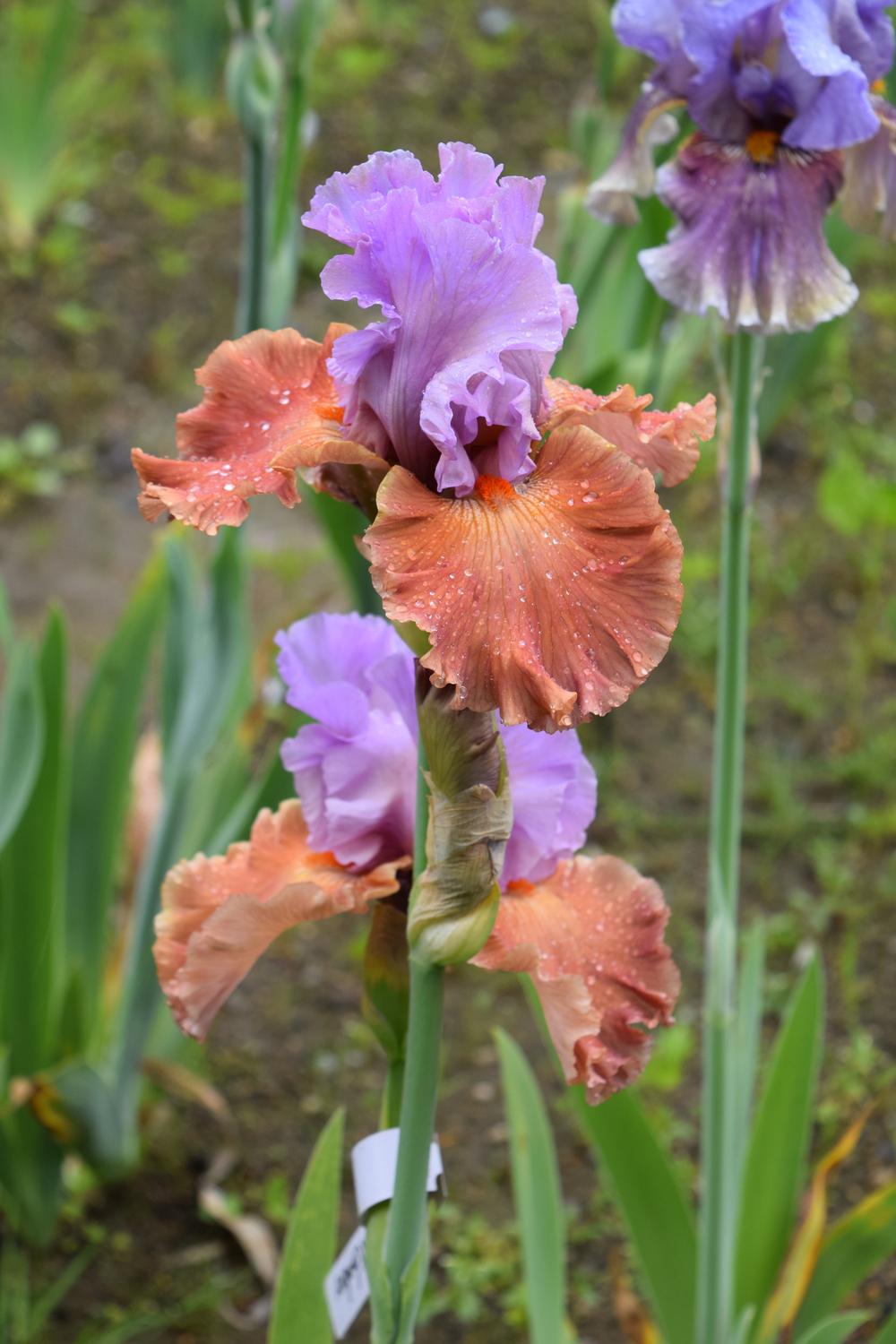 Photo of Tall Bearded Iris (Iris 'Adoree') uploaded by Dachsylady86
