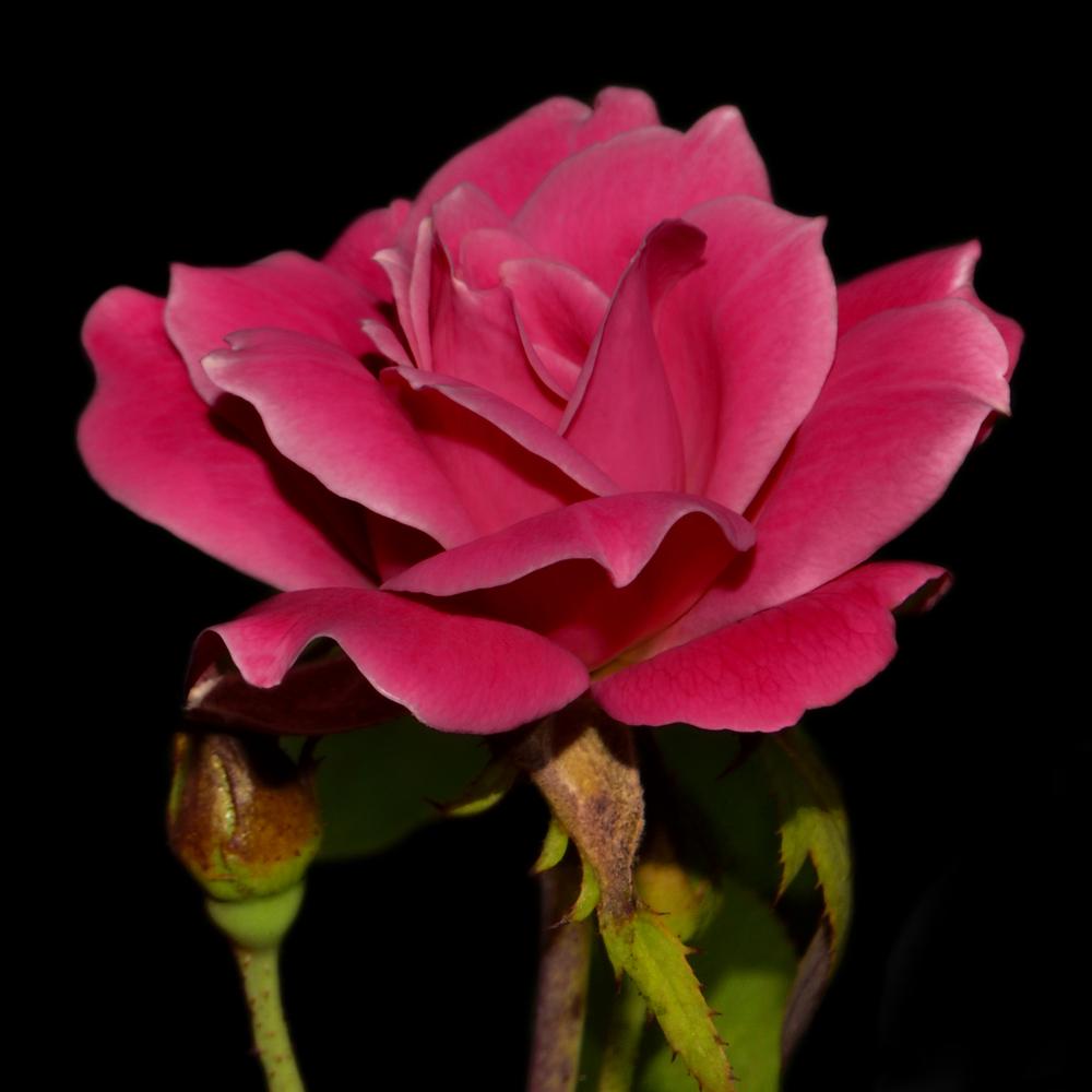 Photo of Rose (Rosa 'Pink Double Knock Out') uploaded by dawiz1753