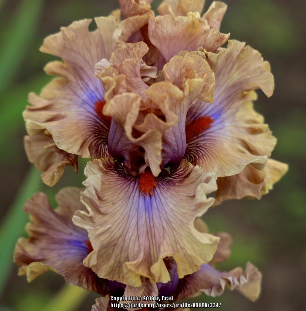 Photo of Tall Bearded Iris (Iris 'Jealous Guy') uploaded by ARUBA1334