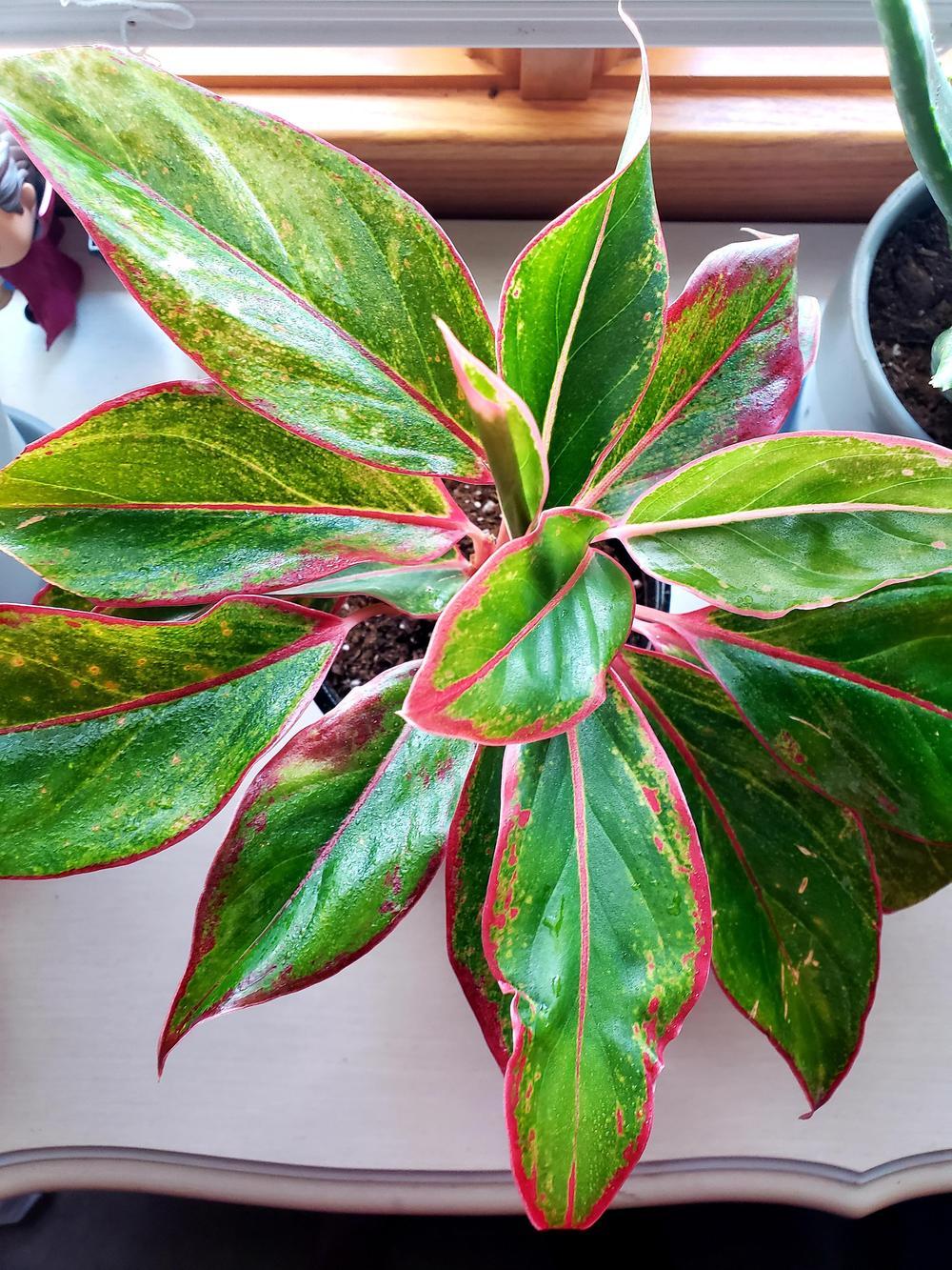 Photo of Chinese Evergreen (Aglaonema 'Red Gold') uploaded by NetflixAndGrill