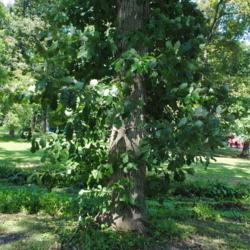 Location: Downingtown, Pennsylvania
Date: 2019-09-04
lower part of tree along a water run in a park