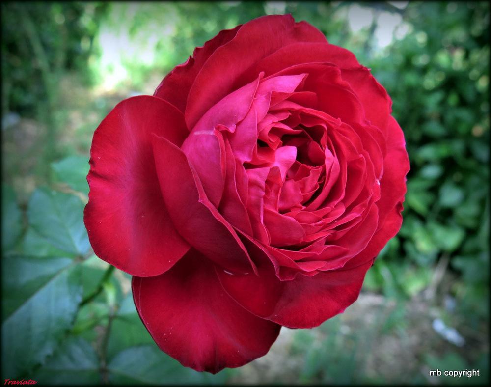Photo of Rose (Rosa 'Traviata') uploaded by MargieNY