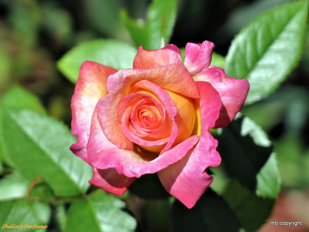 Photo of Floribunda Rose (Rosa 'Sheila's Perfume') uploaded by MargieNY