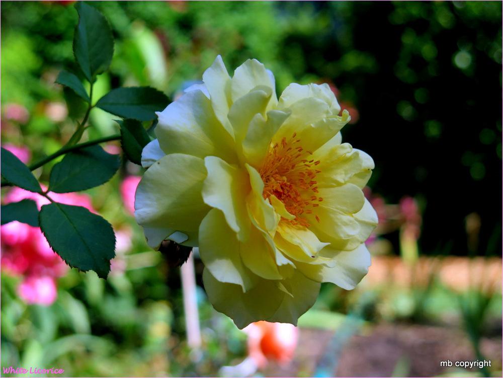 Photo of Rose (Rosa 'White Licorice') uploaded by MargieNY