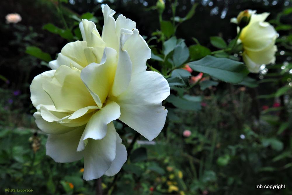 Photo of Rose (Rosa 'White Licorice') uploaded by MargieNY