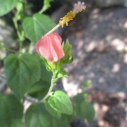 Location: Temple, Texas
Date: 2019-09-05
Turk's Cap Pink.  Specimen is over 4 y.o., planted by previous ho