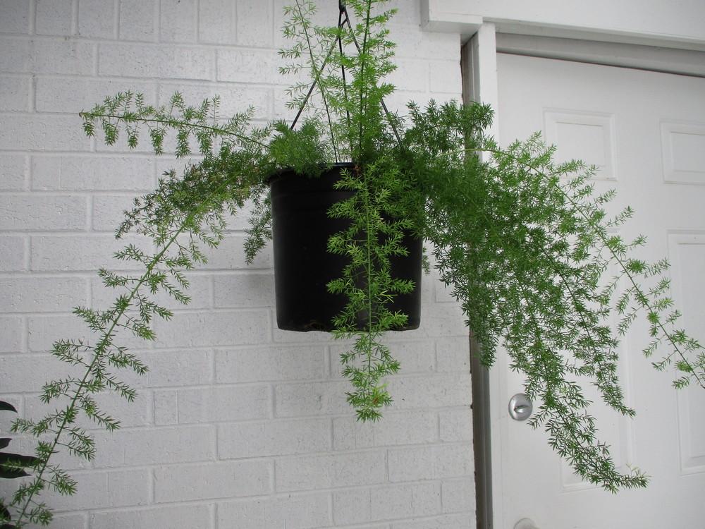 Photo of Foxtail Fern (Asparagus densiflorus 'Myers') uploaded by Peggy8b
