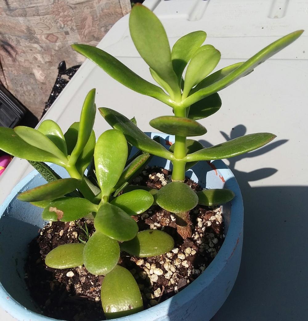 Photo of Jade Plant (Crassula ovata) uploaded by RoseA32