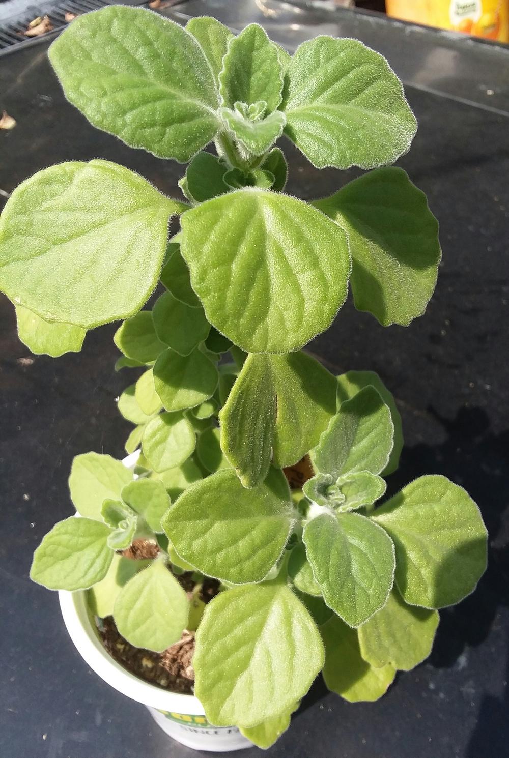 Photo of Vicks Plant (Plectranthus hadiensis) uploaded by RoseA32