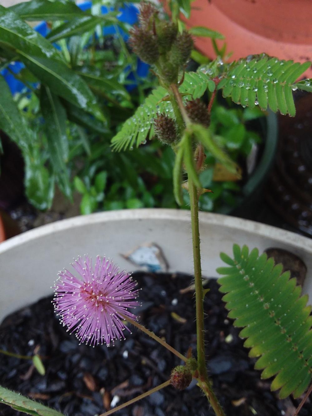 Photo of Sensitive Plant (Mimosa pudica) uploaded by RoseA32