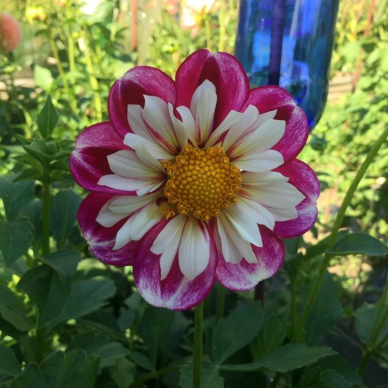 Photo of Dahlia 'Bumble Rumble' uploaded by TreeClimber