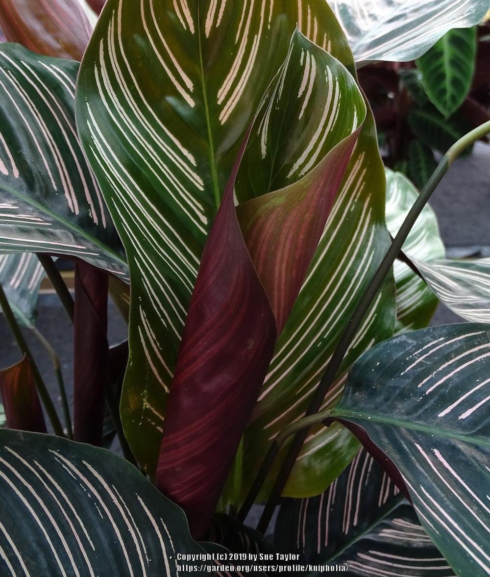 Photo of Pin Stripe Plant (Goeppertia ornata) uploaded by kniphofia