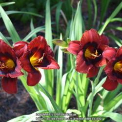 Location: My Garden, Ontario, Canada
Date: 2019-07-31
Quartet of bloom on the perfectly named Daylily 'Velvet Eyes'.
