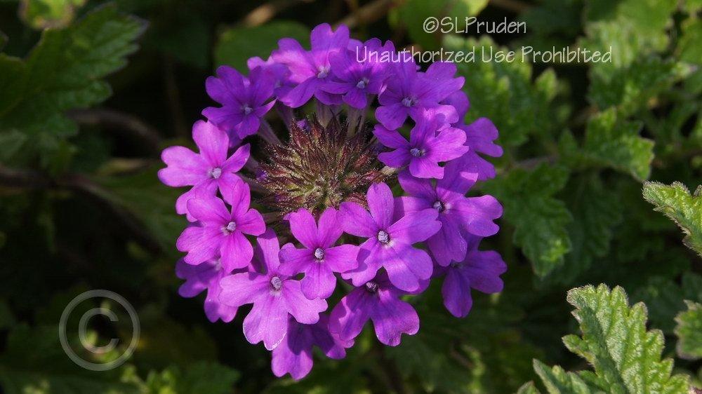 Photo of Purple Verbena (Verbena canadensis 'Homestead Purple') uploaded by DaylilySLP