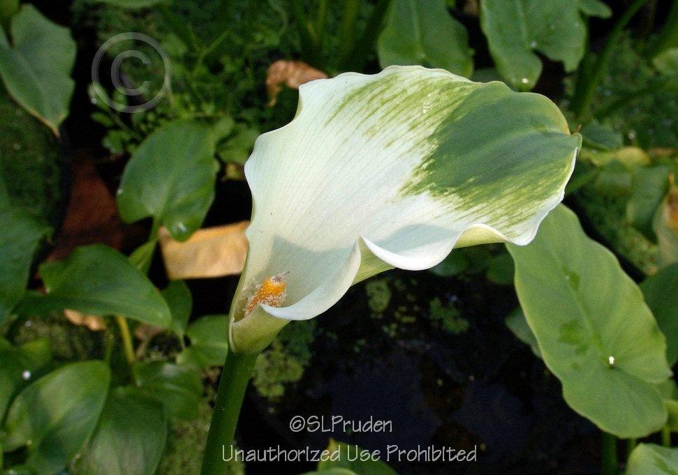 Photo of Calla Lily (Zantedeschia aethiopica 'Green Goddess') uploaded by DaylilySLP