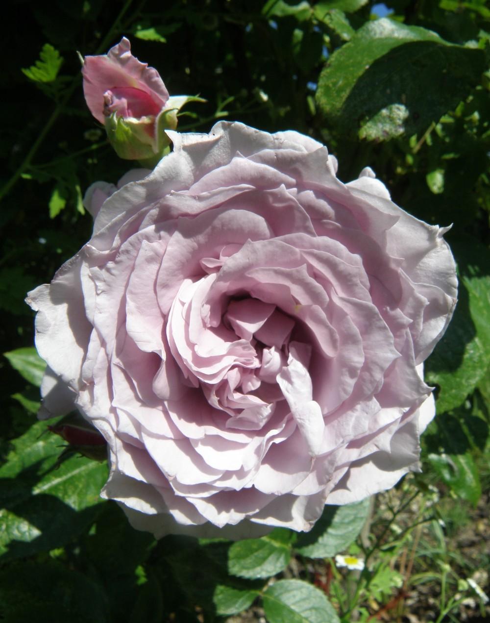 Photo of Rose (Rosa 'Novalis') uploaded by IrisLilli